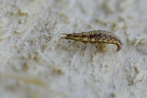 Chrysopidae