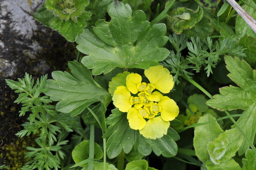 Chrysosplenium alternifolium