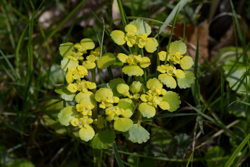 Chrysosplenium alternifolium