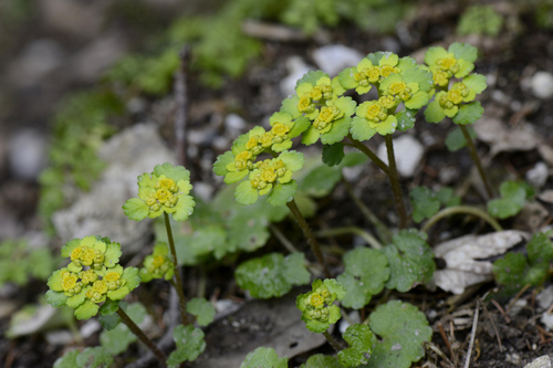 Chrysosplenium alternifolium