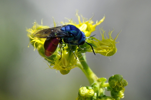 Chrysura