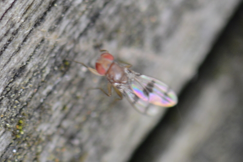 Chymomyza amoena