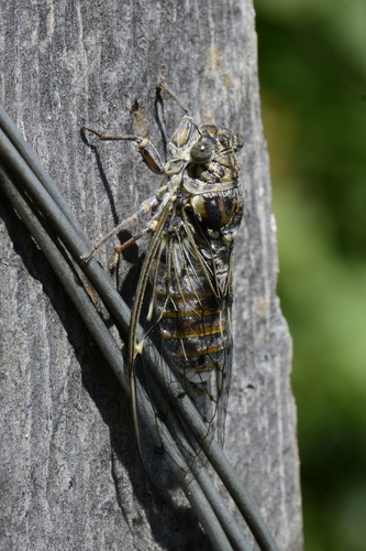 Cicada orni