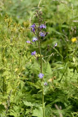 Cicerbita alpina