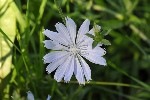 Cichorium intybus