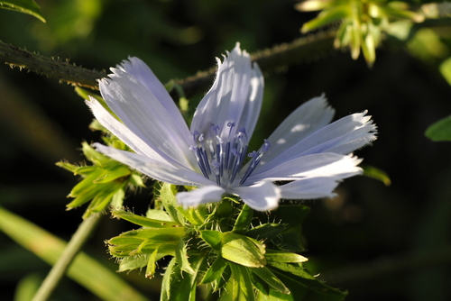 Cichorium intybus