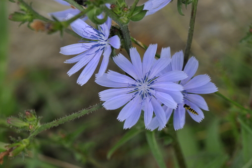 Cichorium intybus