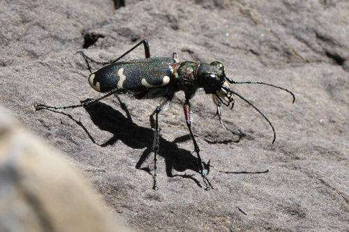 Cicindela hybrida