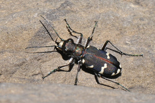 Cicindela hybrida