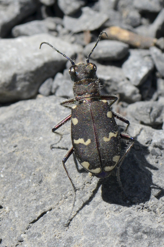 Cicindela hybrida