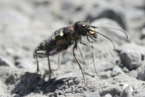 Cicindela hybrida