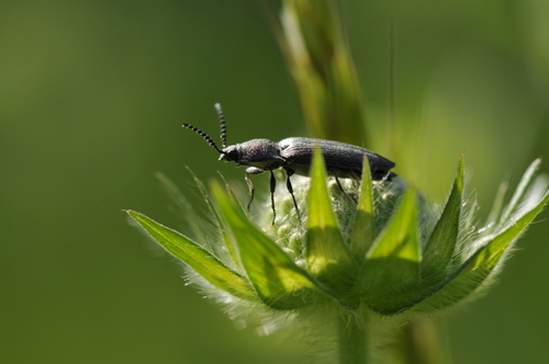 Cidnopus pilosus