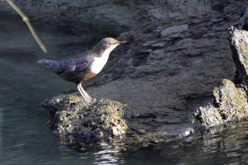 Cinclus cinclus