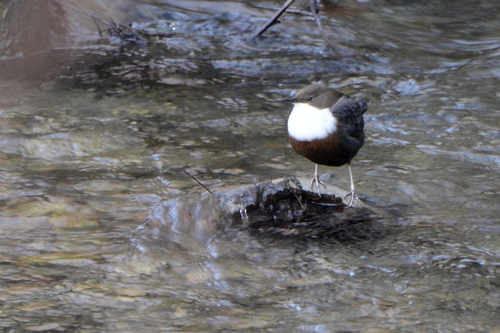Cinclus cinclus
