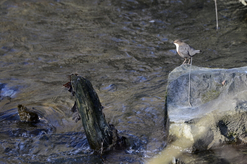 Cinclus cinclus
