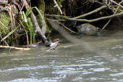 Cinclus cinclus