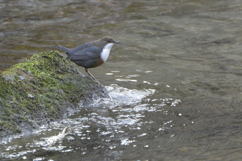 Cinclus cinclus