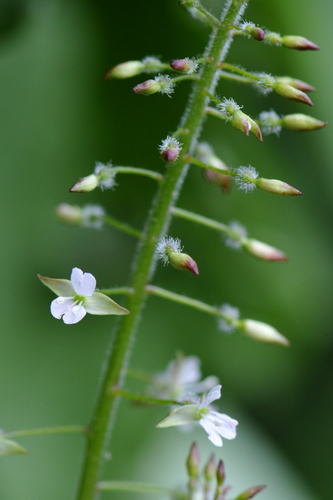 Circaea lutetiana