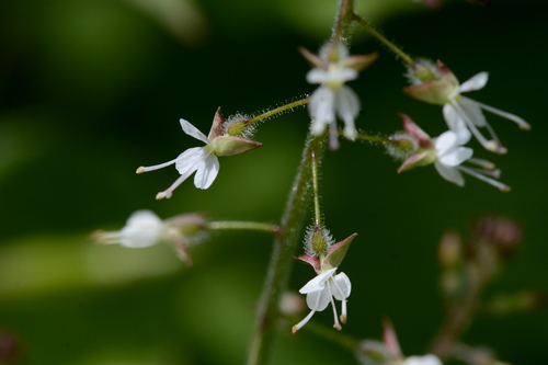 Circaea lutetiana