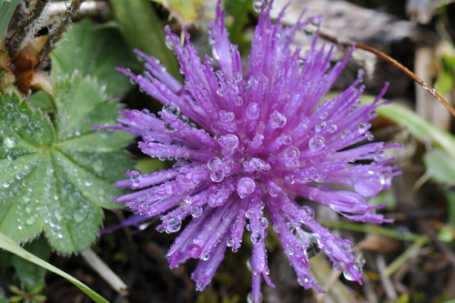 Cirsium acaule