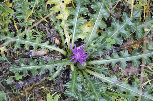Cirsium acaule