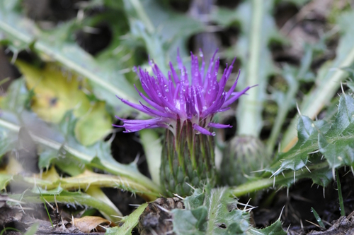Cirsium acaule
