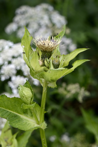 Cirsium oleraceum