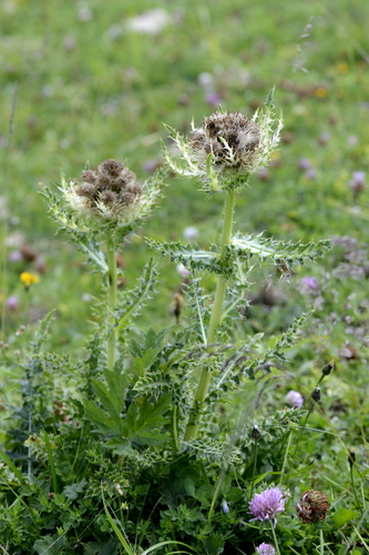 Cirsium spinosissimum