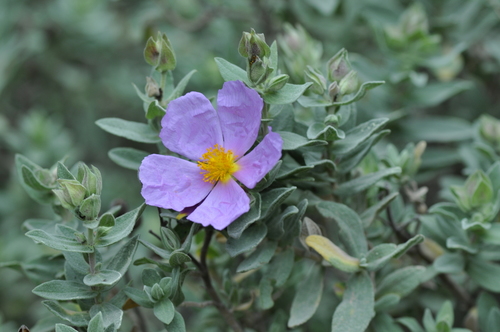 Cistus albidus