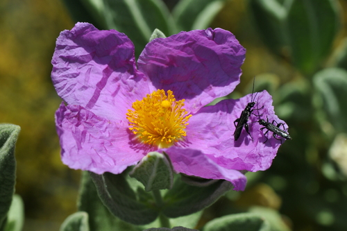 Cistus albidus