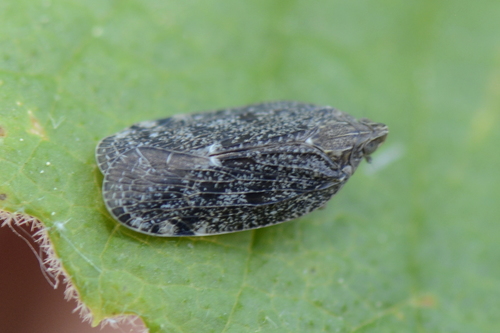 Cixidia