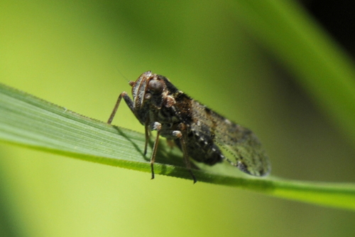 Cixius