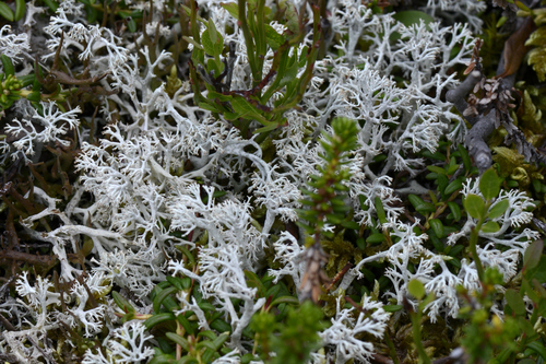 Cladonia rangiferina