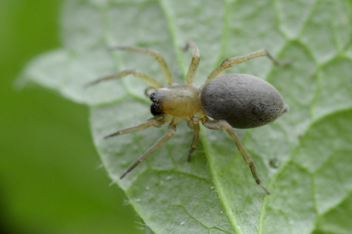 Clubionidae