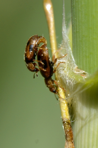 Coccidula scutellata