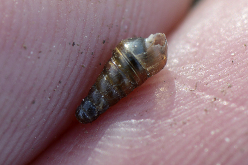 Cochlodina laminata
