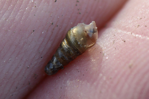 Cochlodina laminata