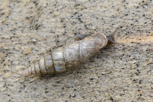 Cochlodina laminata