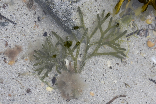 Codium fragile