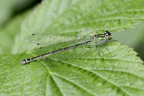 Coenagrion puella