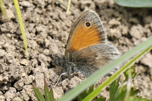 Coenonympha pamphilus