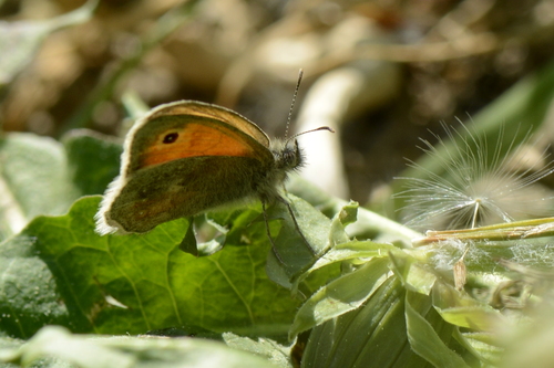 Coenonympha pamphilus