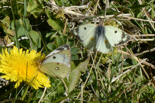 Colias alfacariensis