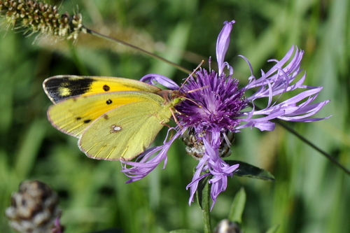 Colias croceus