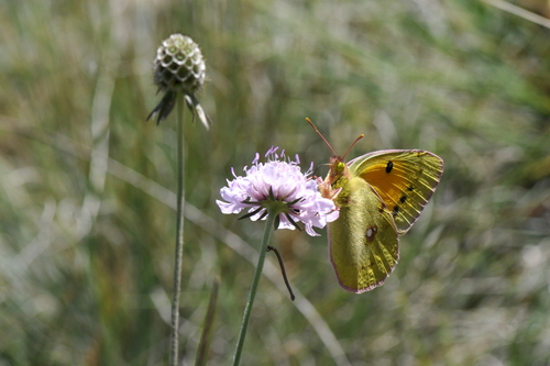 Colias croceus