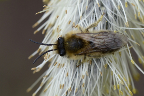 Colletes cunicularius