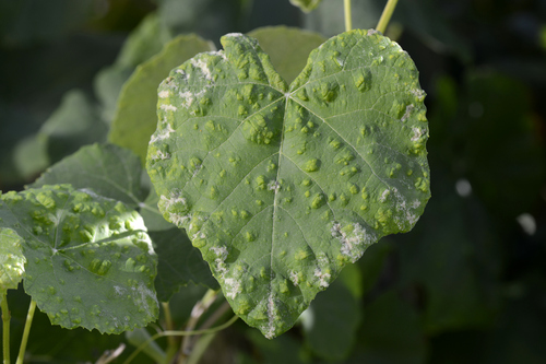 Colomerus vitis