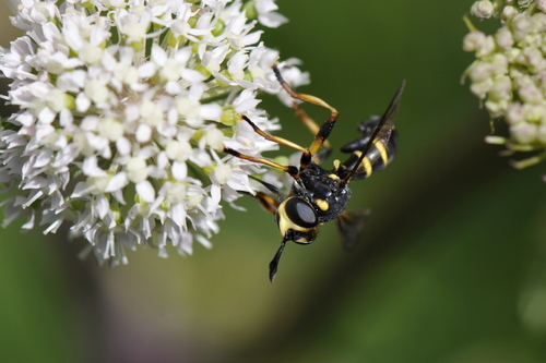 Conops flavipes