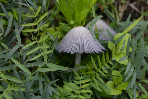 Coprinopsis