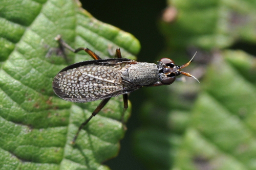 Coremacera
